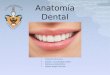 Anatom­a dental