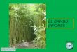 El Bambú JaponéS