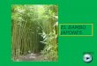 El bambu-japones dc