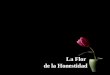 La flor de_la_honestidad_b40
