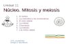Núcleo. Mitosis y meiosis