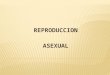 Reproduccion asexual
