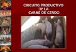 Circuito Productivo De La Carne De Cerdo