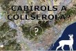 Han arribat els cabirols al Parc Natural de Collserola?