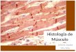 Histología de músculo