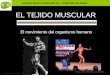 Tejido Muscular Mcm