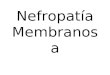 Nefropatías primarias