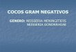 2 cocos gram negativos