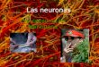 Las neuronas y la marihuana