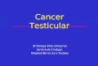 Los tumores testiculares