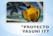 Proyecto yasuni itt