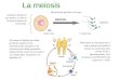 Reproduccion celular - Parte 3: Meiosis