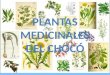 Plantas medicinales del choco