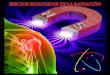 Efectos biologicos de las radiaciones ionizantes (dr. honrado)