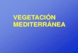 Vegetación y suelos mediterráneos
