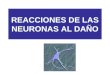 Generalidades Neuroanatomia