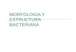 Morfologia Y Estructura Bacteriana