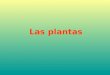 Las plantas-y-los-animales-1196697322271569-3.pptx libro