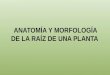 Anatomía y morfología de la Raíz de una planta