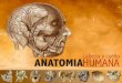 1. anatomia humana v2.8
