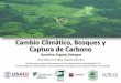 Cambio climático, bosques y captura de carbono - Karolina Argote