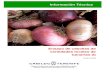 Ensayo de cebollas de variedades locales de Canarias I