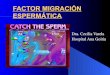 Factor migración espermática
