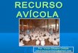 Tema 11. recursos avícolas 2013