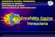 Encefalistis equina venezolana
