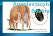 Anaplasmosis en los bovinos