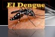 El dengue Venezuela en la actualidad 2.014