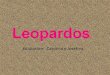 Cómo viven los leopardos