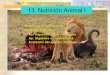 13   nutrición animal i - digestivo