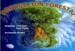 Producción forestal