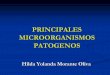 Principales Microorganismos Patogenos