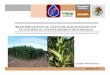 Riego por goteo en el cultivo de maiz manejados con tics en sinaloa sustentabilidad y rentalidad