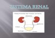 aparato  renal (1)