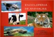 Enciclopedia de animales 1ºA  2013