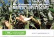 Herramientas para mejorar la producción y calidad de los ensilajes de maíz en Colombia