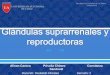 Glándulas suprrarenales y reproductoras