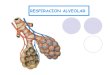 Respiracion Alveolar