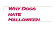 Por qué los perros odian Halloween