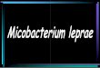 Mycobacterium Leprae Con Nuevas Diapositivas