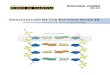 Organización de los sistemas vivos IV: Ácidos Nucleicos (BC04 - PDV 2013)