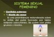 sistema genital  femenino