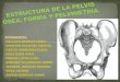 Estructura de la pelvis ósea, forma y