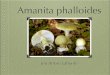 Amanita Phalloides