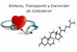 Sintesis, transporte y excresion decolesterol (1)