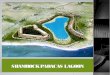 Shamrock  paracas lagoon