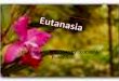Eutanasia1 dht cnv